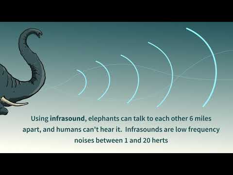 Elephant Rumble | Sound of the Week