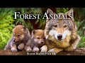 Forest Animals 4k Amazing World Of Forest Wildlife Scenic Relaxation Film
