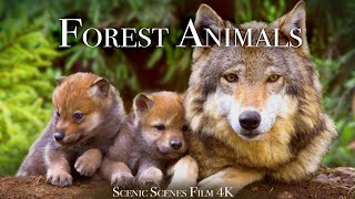 Forest Animals 4k - Amazing World of Forest Wildli