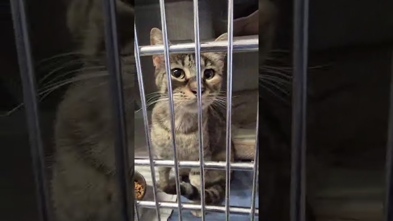Enlarge Hiawatha, a Adoptable Domestic Short Hair in Kingman, KS video 3/3