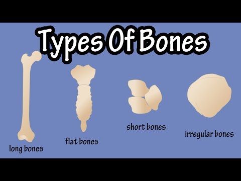 Types Of Bones In The Human Body - Long Bones - Short Bones - Flat Bones - Irregular Bones