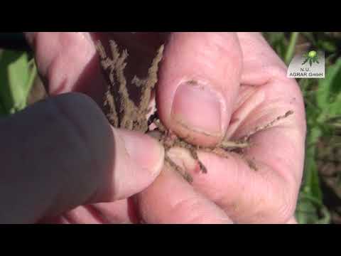 153. Feldexkursion: Abschlussmassnahmen im Getreide - NU Agrar, 13.05.2020