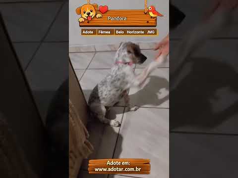 Vídeo de Pandora