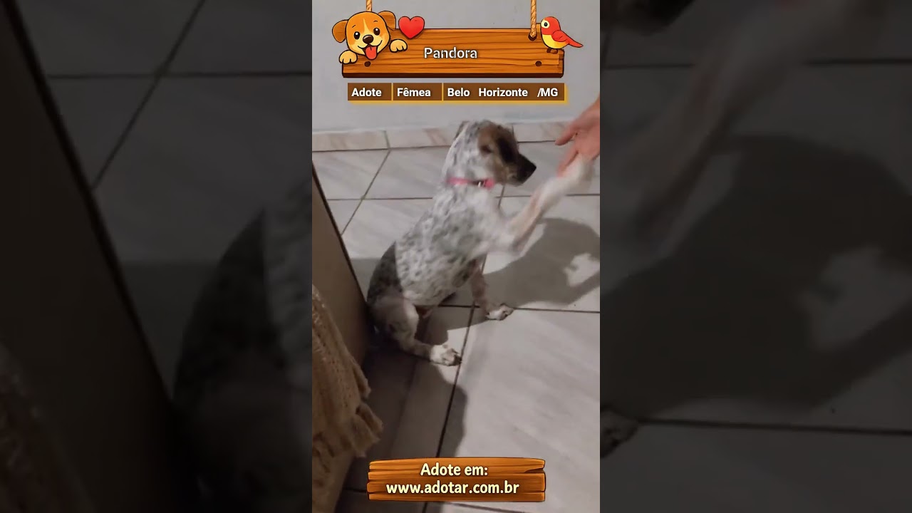Cachorro raça SRD-ViraLata idade 7 a 11 meses nome Pandora