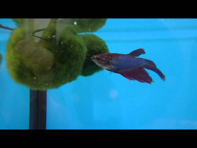 Betta Fish and Marimo