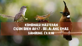 Download lagu Masteran Mewah | Cigun Bren Ak47 - Belalang Emas - Cililin mp3