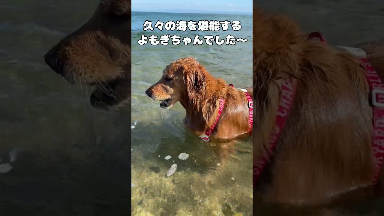 10月でも関係なく泳ぐ両生類みたいなゴールデンｗ