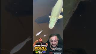 Gar, peixe boca de jacaré VS bagre #biologohenrique #animais #bichoesperto #biologo