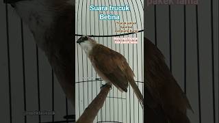 Download lagu Suara trucuk betina memanggil jantan. #hobiburung #trucukangacor #suaratrucukbetina #memanggiljantan mp3 Download lagu Suara trucuk betina memanggil jantan. #hobiburung #trucukangacor #suaratrucukbetina #memanggiljantan mp3