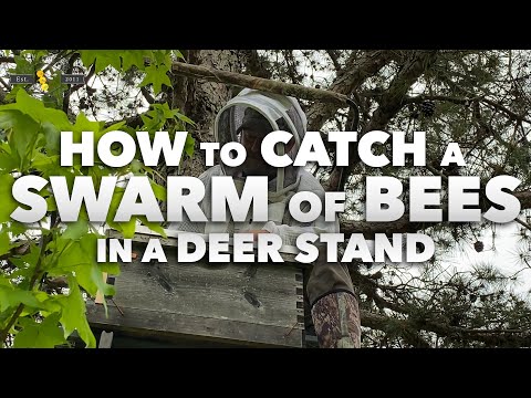 Catching a swarm of bees in a deer stand trap | How to catch wild bees - part 1 [Beekeeper tutorial]