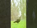 Wild Hen Turkey Vocalization Shorts