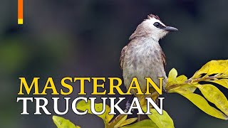Download lagu ROPELAN TEROCOK JANTAN NGEROOL PANJANG BORAK BARIK BOROK CIKROK.. mp3