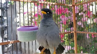 Download lagu Kicauan Burung Jalak Kebo Full Isian Bikin JAlak Yang Dengar Auto Gacor Eps 519 mp3 Download lagu Kicauan Burung Jalak Kebo Full Isian Bikin JAlak Yang Dengar Auto Gacor Eps 519 mp3