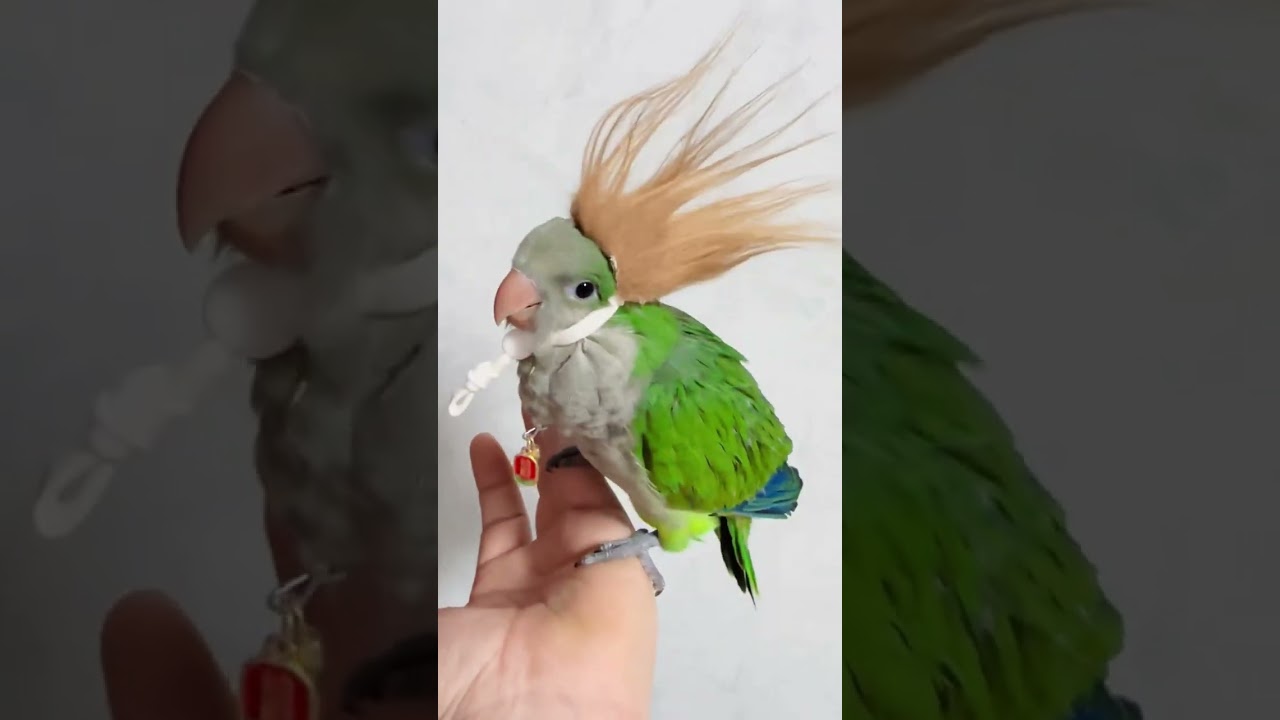 parrot hairdo #parrot #training #smartparrot #birds