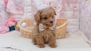 ハーフ犬の動画01