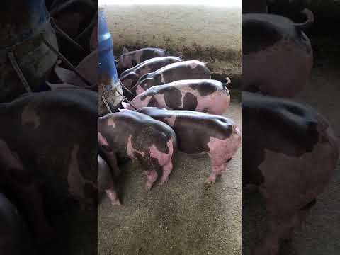 Granja gf suinos em Itapipoca Ce a máquina da suinocultura do nordeste 🚀🚀🚀🚀