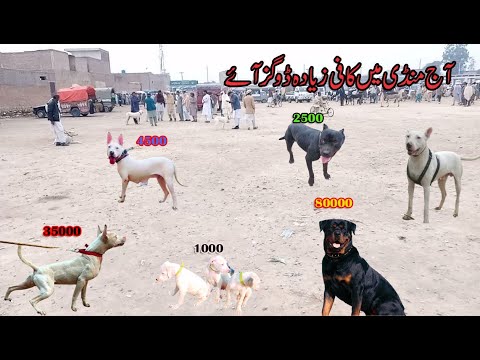 December 2023 zyda dog ay mandi mai video part 2