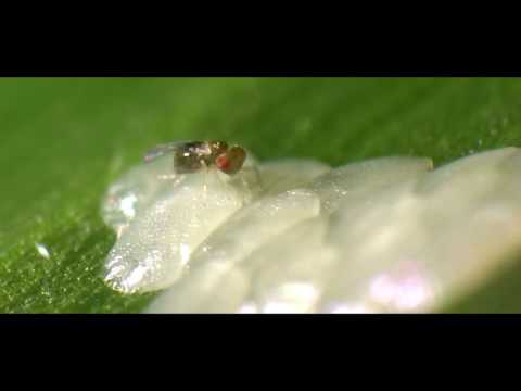 Biologischer Pflanzenschutz im Mais - Trichogramma-Kleiner Helfer-Große Wirkung