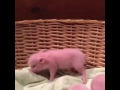 Peppa Pig Has Made Some New Pals