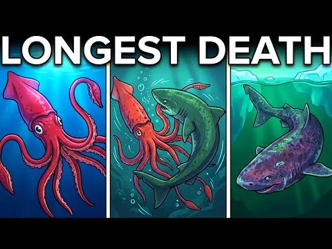 The Longest Death No One Talks About