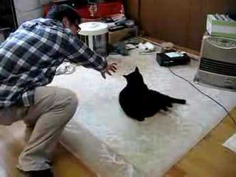 スコルパ科 - 定義