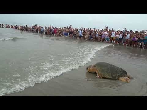Releasing 375-pound Bubba the Loggerhead Sea Turtle