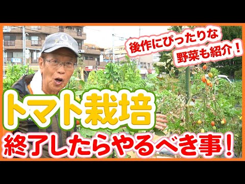 なぜトマトに牛乳をかけるのでしょうか？副作用はありますか?  庭園