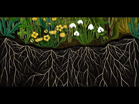 AMKK presents: Botanical animation "Story of Flowers" full ver. thumnail