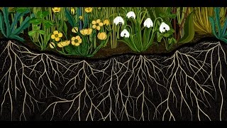 AMKK presents: Botanical animation "Story of Flowers" full ver.