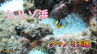 ヒリゾ浜 HIRIZO 23.09.16 クマノミが可愛くて何度も会いに行ってしまう。