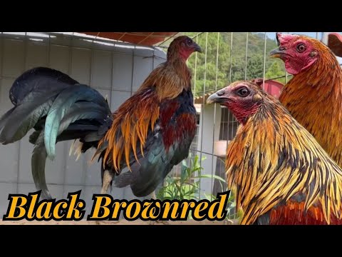 Black Brownred Grey Roundhead - Beautiful Black Birds Rancho Suspiro Sanchez