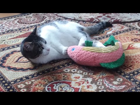 Cat Loves Fish