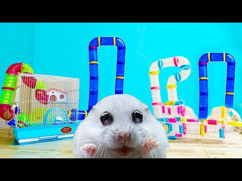 WORLD'S LARGEST HAMSTER MAZE -Obstacle course!