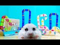 WORLD'S LARGEST HAMSTER MAZE -Obstacle course!