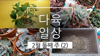 2월 둘째주 다육일상.몬스테라,꽃치자나무,분갈이,가지치기,순따기,흙재사용. succulents/多肉植物/たに…