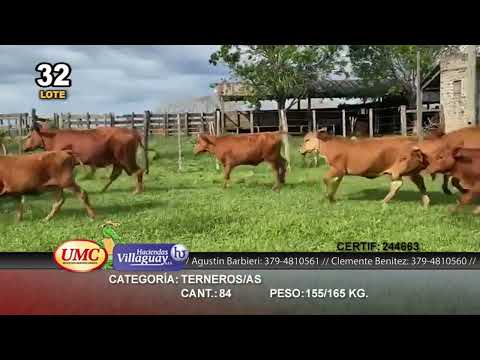 Lote 84 Terneros/as en Virasoro, Corrientes