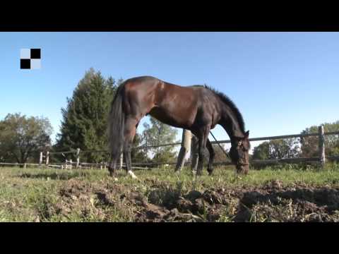 Galopp TV - Velká pardubická se blíží - Trezor