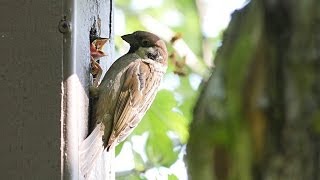 Eurasian tree sparrow, passer montanus, pilfink
