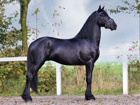 Stal Okkema's Feiko - Hessel x Krist - stallion - 1.64m - 2017
