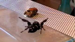 Jumping Spider - Phidippus Régius (regal spider) parade accouplement