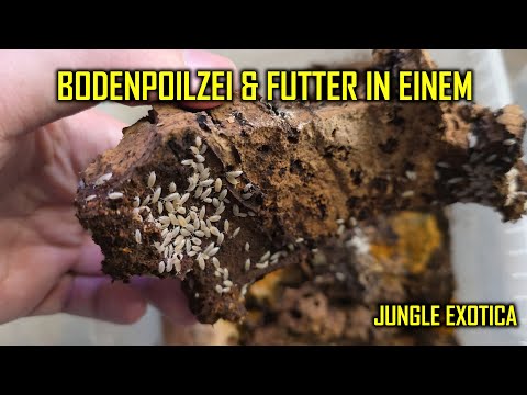 Bodenpolizei & Futter: Weiße Asseln fürs Feuchtterrarium | Jungle Exotica