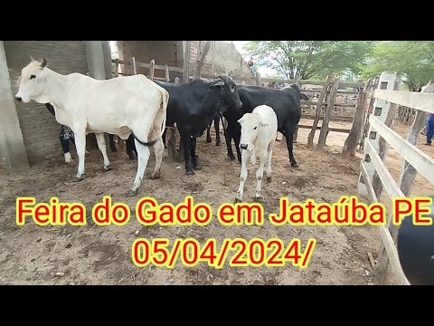 Feira do Gado em Jataúba PE 05/04/2024/