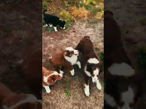 Australian Shepherd puppy for sale