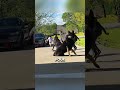 Dogs protect owners daughter ❤️  #shorts