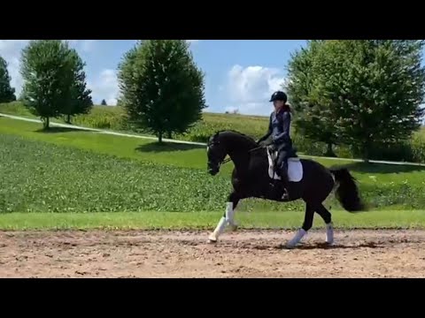 Sold: Grey (Grey Flanell x Drakdream) Imported 2018 German Oldenburg Mare