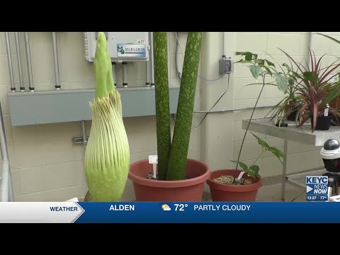 Corpse flower ready to bloom at Gustavus greenhouse