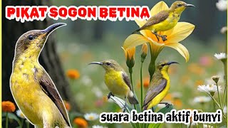 Download lagu PIKAT SOGON BETINA | suara sogon betina aktif bunyi mp3