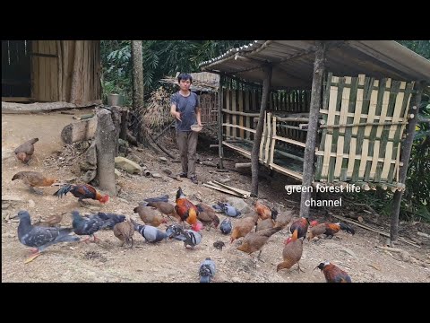 Build coop to develop large flock of wild chickens. Survival Instinct, Wilderness Alone (ep177)