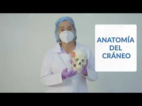 Generalidades del cráneo  | Anatomía del cráneo #cursob10