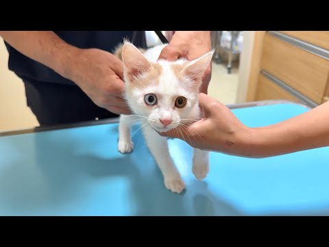 何も知らずに病院に連れて来られた子猫がワクチンを打たれたらビックリしてこうなっちゃいました…